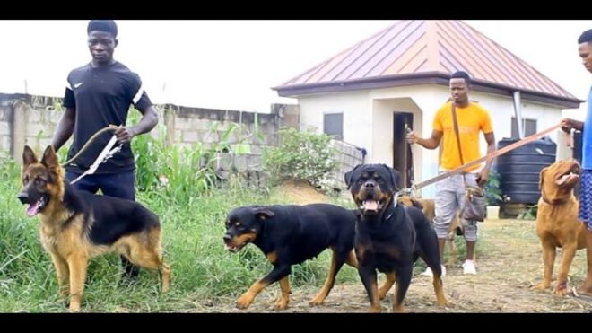 Top Insurance companies For Dogs In Ghana