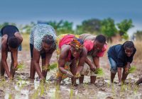 How To Start Rice Farming Business In Ghana