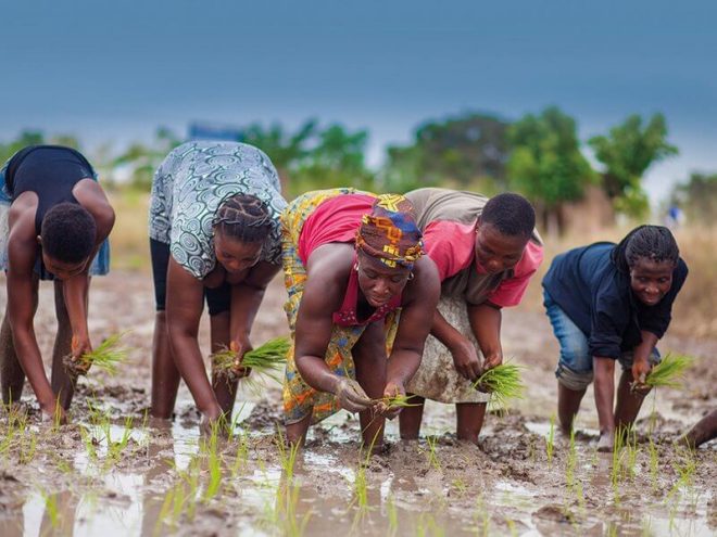 How To Start Rice Farming Business In Ghana